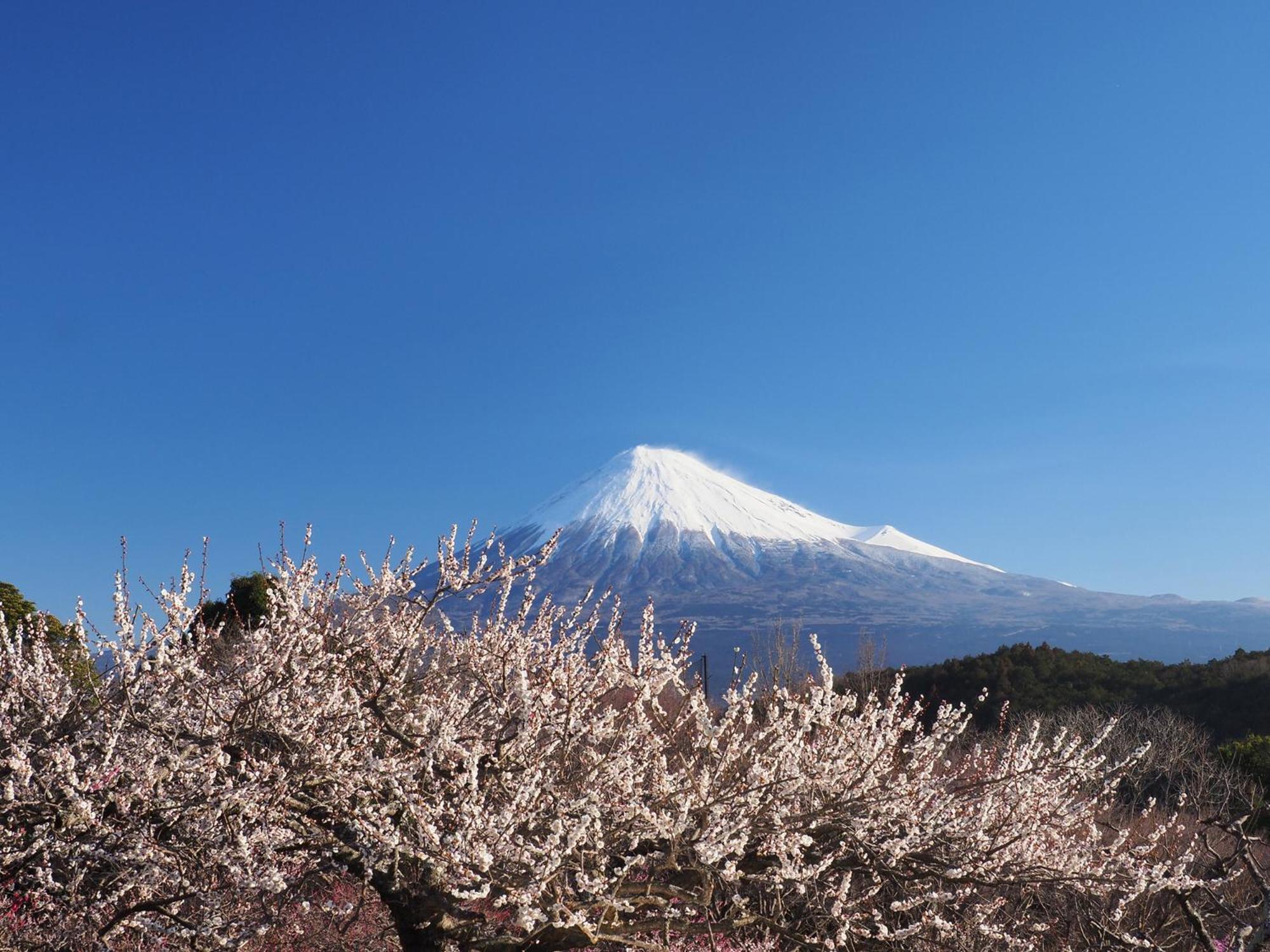 Temple Lodging Shukubo Kakurinbo Minobu Dış mekan fotoğraf